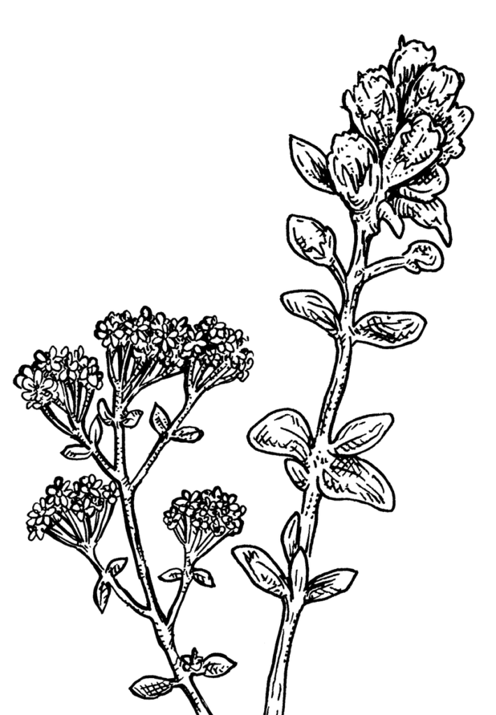 Plants d'aromatiques haute-loire