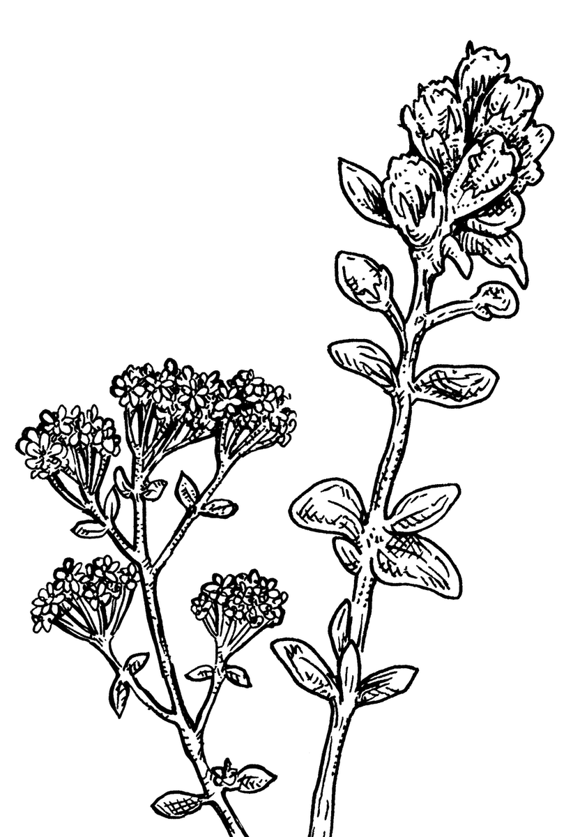 Plants d'aromatiques haute-loire