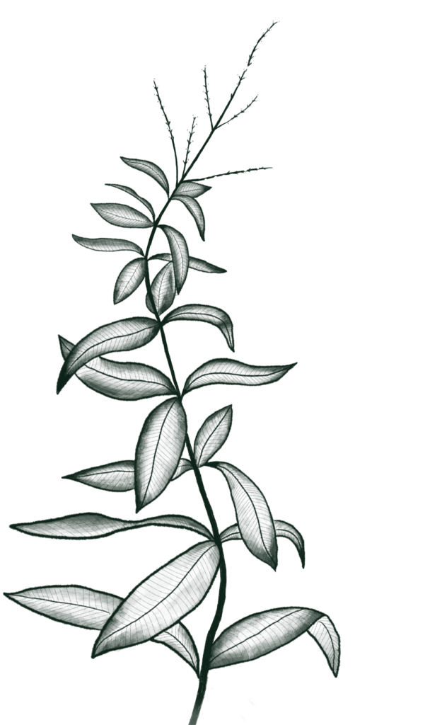 Producteur de verveine bio