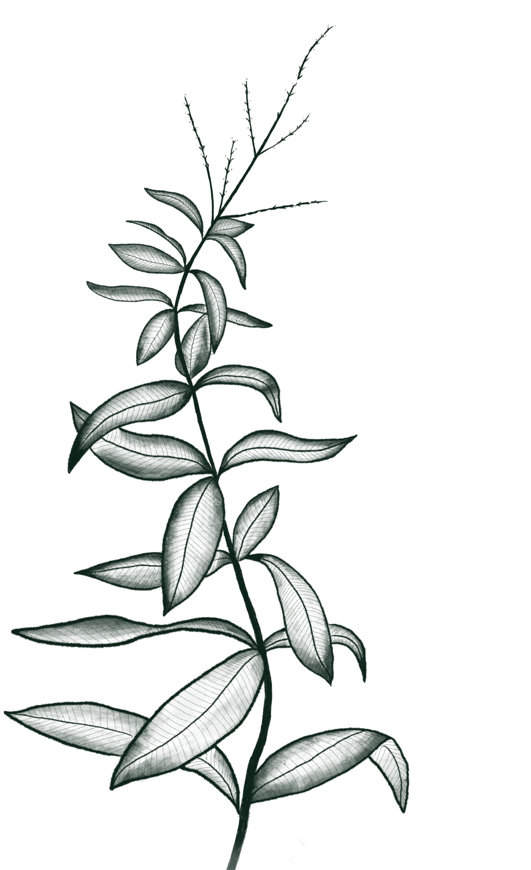 Producteur de verveine bio