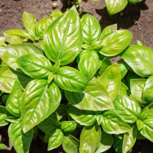 Plants d'aromatiques bio 12 Plant de basilic Haute-Loire