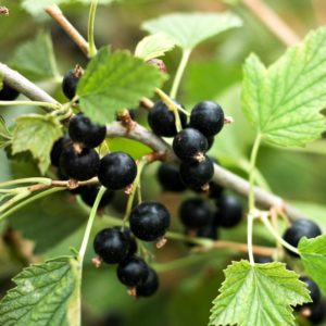 Plants de fruitiers bio 5 Cassissier bio