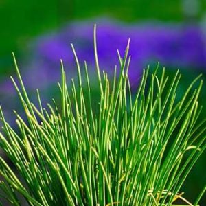 Plants d'aromatiques bio 10 Plant de ciboulette Haute-loire