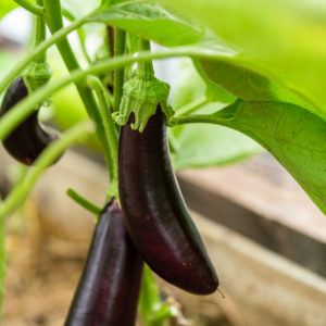 Plants de légumes bio à Monsitrol 19 Plants d'aubergine Haute-Loire