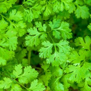 Plants d'aromatiques bio 9 Coriandre Haute-Loire