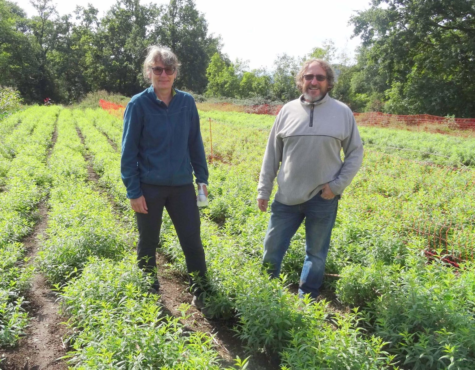 Producteur de verveine et de plants bio