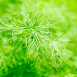 Plants d'aromatiques bio 13 Plant d'aneth Haute-Loire