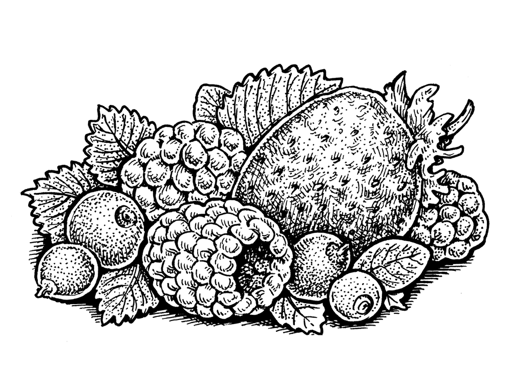 Plants de Fruits bio