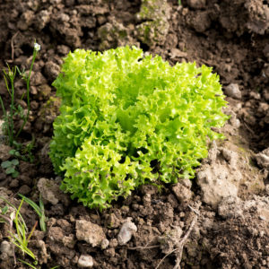 Plants de légumes bio à Monsitrol 18 Plants de salades haute-loire