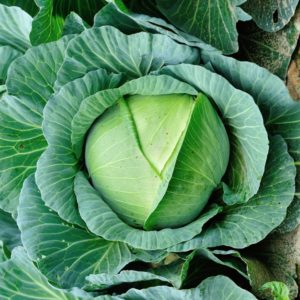 Plants de légumes bio à Monsitrol 21 Plants de choux Haute-Loire