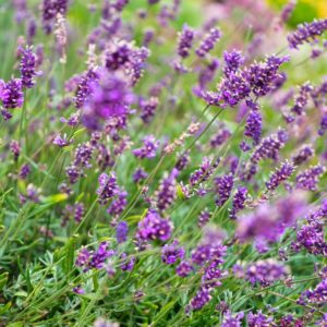 Plants d'aromatiques bio 7 Plant de lavande Haute-Loire