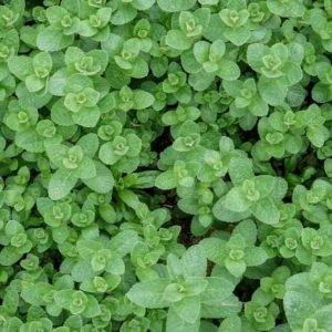 Plants d'aromatiques bio 6 Plant de menthe Haute-Loire