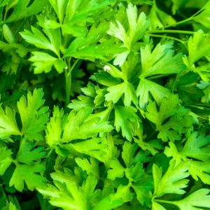 Plants d'aromatiques bio 5 Persil haute-loire