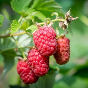 Plants de fruitiers bio 3 Plants de framboise haute-loire