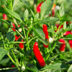 Plants de légumes bio à Monsitrol 20 Plant de piment