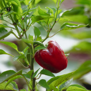 Plants de légumes bio à Monsitrol 2 Plants de piment bio
