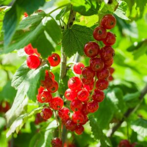 Plants de fruitiers bio 4 Groseillier bio haute-loire