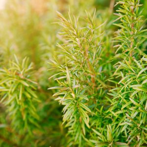 Plants d'aromatiques bio 4 Romarin Haute-Loire