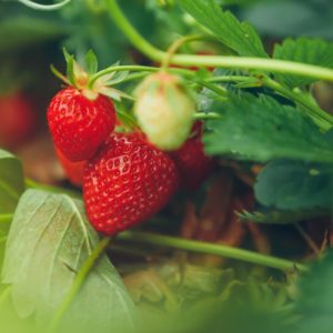 Plants de fruitiers bio 2 Fraisier en haute-loire