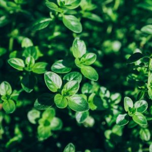 Plants d'aromatiques bio 3 Thym haute-loire