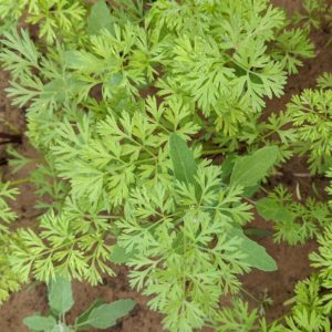 Plants d'aromatiques bio 11 Plant de cerfeuil haute-loire