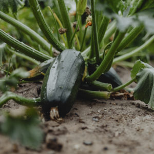 Plants de légumes bio à Monsitrol 23 Plants de courgettes Haute-loire
