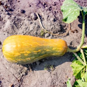 Plants de légumes bio à Monsitrol 22 Plants de courge Haute-Loire