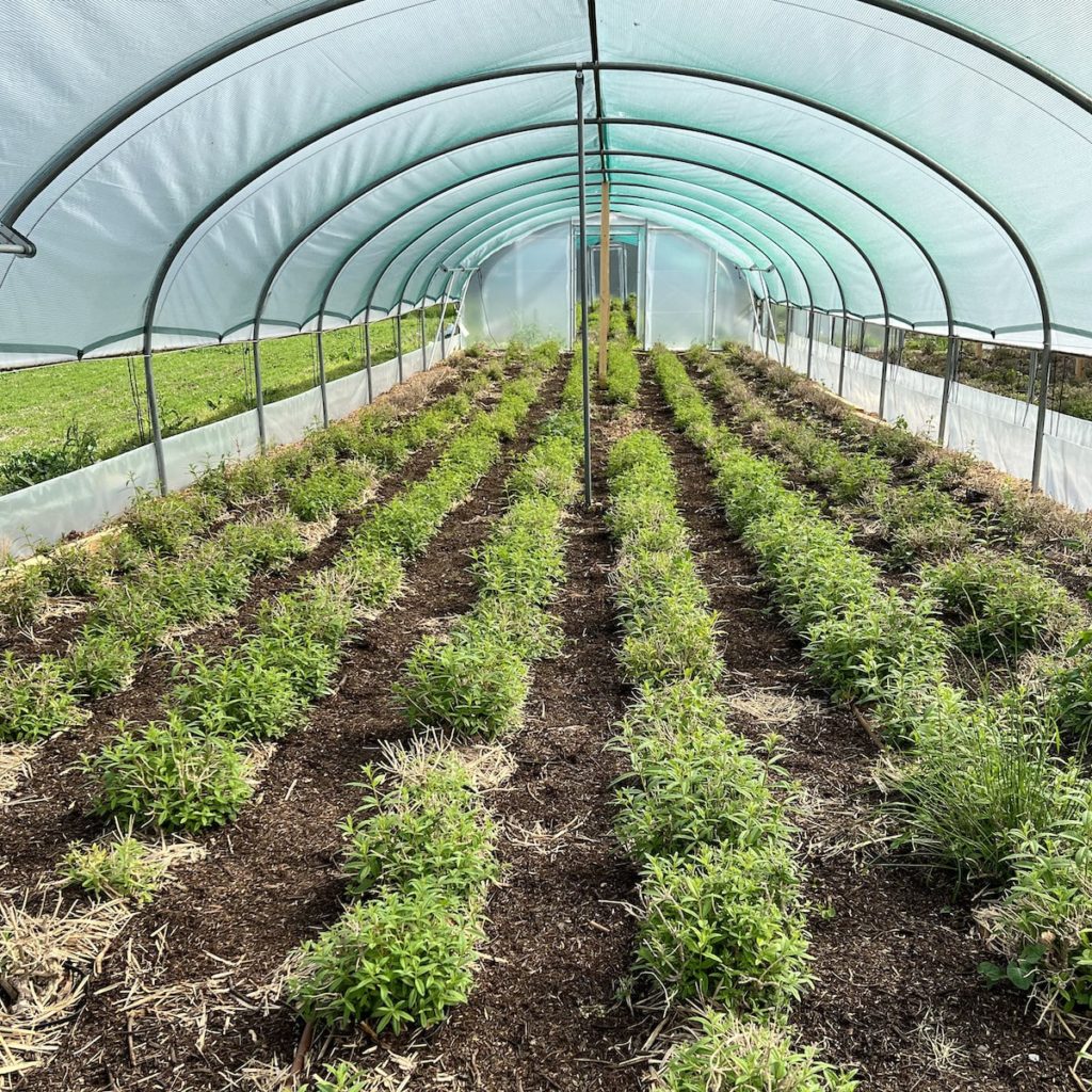 Production de verveine artisanale Haute-Loire