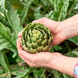Plants de légumes bio à Monsitrol 13 Plant d'artichaud