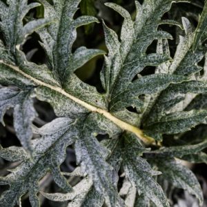 Plants de légumes bio à Monsitrol 10 Plants de cardon haute-loire