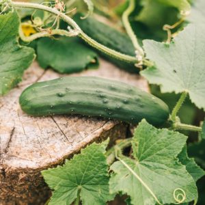 Plants de légumes bio à Monsitrol 17 Plant de concombre haute-loire