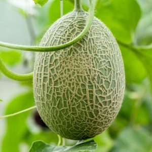 Plants de légumes bio à Monsitrol 14 Plant de melon haute-loire