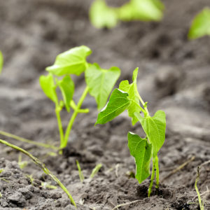 Plants de légumes bio à Monsitrol 4 Plants d'haricots haute-loire
