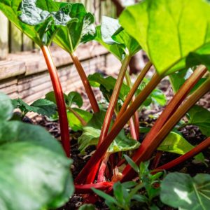 Plants d'aromatiques bio 2 Rhubarbe haute-loire