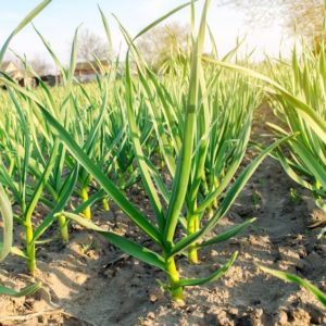 Plants de légumes bio à Monsitrol 3 Plant de poireaux haute-loire
