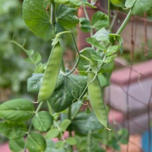 Plants de légumes bio à Monsitrol 5 Plants de pois mangetout haute-loire