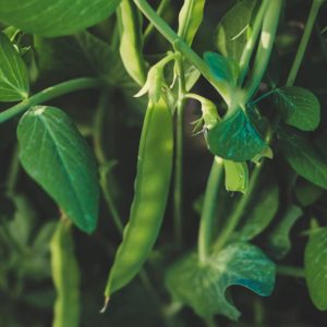 Plants de légumes bio à Monsitrol 6 Plant de petit pois haute-loire